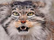 Manul That Time Forgot