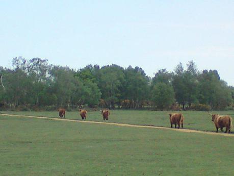 Pony Express - New Forest 2011