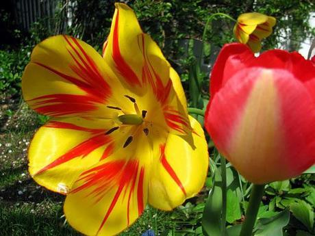 a tulip surprise in my backyard