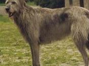 Featured Animal: Irish WolfHound