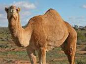 Featured Animal: Camel