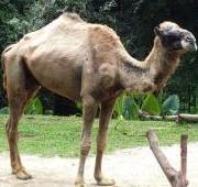 Camel