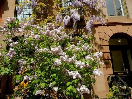 An afternoon walk down 21st Street

shows the wisteria

a...