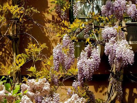 An afternoon walk down 21st Street

shows the wisteria

a...