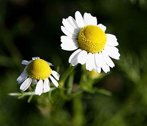 Chamomile Flowers