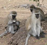 Vervet Monkey