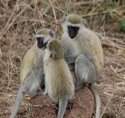 Vervet Monkey