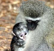 Vervet Monkey