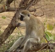 Vervet Monkey