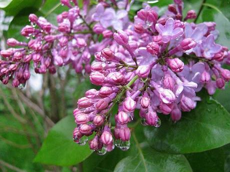 Lilacs-Blooming-in-Rainy-Farmingdale