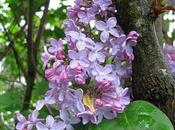 Lilacs Bloom