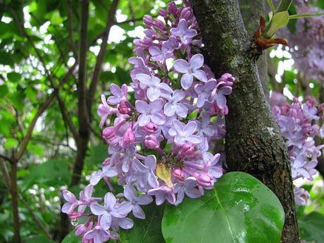 Lilacs-Blooming-in-Farmingdale