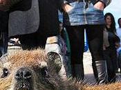 Show-Stealing Critter Poses With Tourists Table Mountain