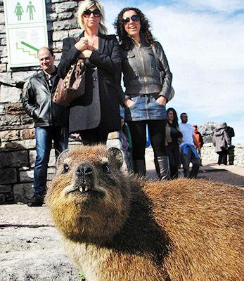 Show-Stealing Critter Poses With Tourists At Table Mountain