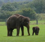 Indian Elephant