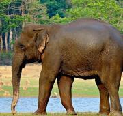 Indian Elephant