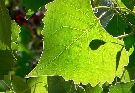 Menopause Good News and Great News