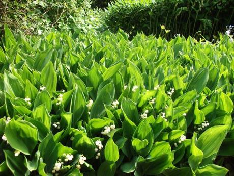 A Spring visit to West Dean Gardens, Sussex