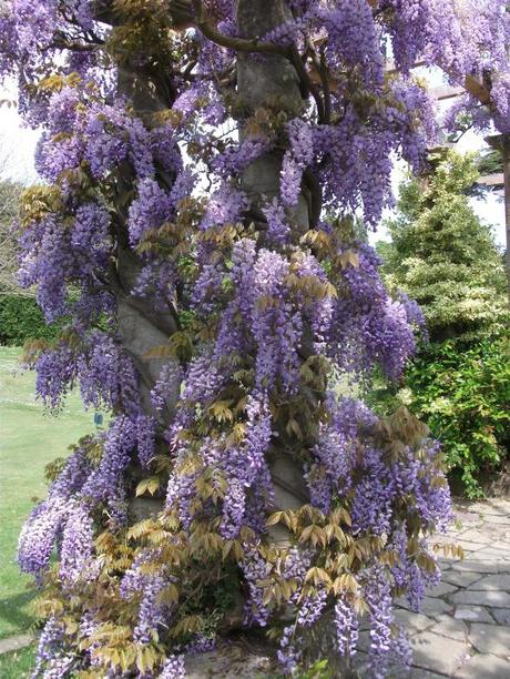 A Spring visit to West Dean Gardens, Sussex