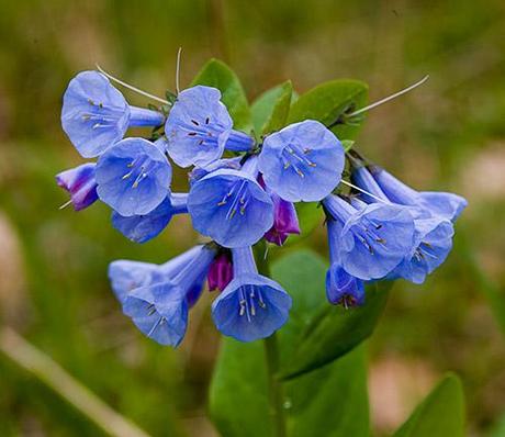 Bluebells