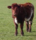 Beef Calf