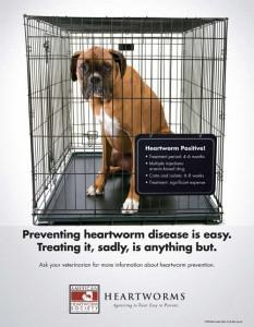 Shortage of Drug Used to Treat Heartworm Disease