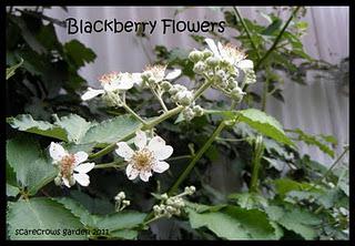 Flower Salads???