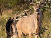 Featured Animal: Kudu