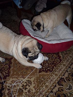 It's All in the Paws - Buddy Learns to Crochet