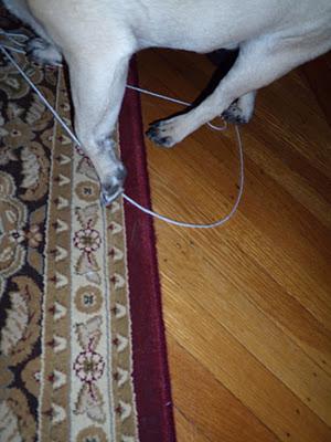 It's All in the Paws - Buddy Learns to Crochet