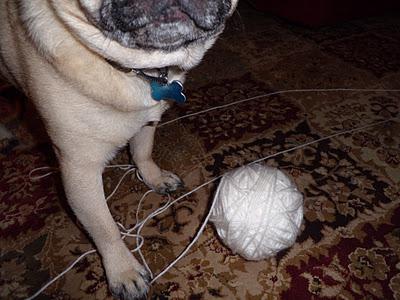 It's All in the Paws - Buddy Learns to Crochet