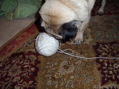 It's All in the Paws - Buddy Learns to Crochet