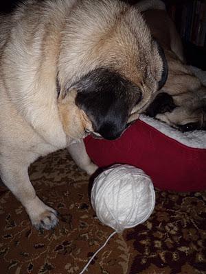 It's All in the Paws - Buddy Learns to Crochet