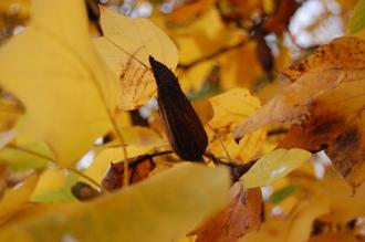 Liriodendron tulipifera detail (12/11/2011, Kew, London)