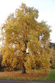 Liriodendron tulipifera autumn(12/11/2011, Kew, London)