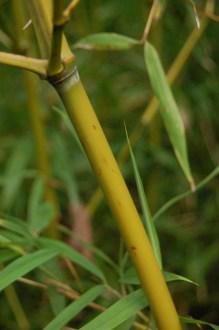 Phyllostachys arcana stem (12/11/2011, Kew, London)