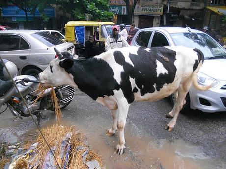 European Chic goes to .... Kanataka & Kerala, India