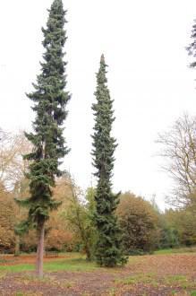 Picea omorika (12/11/2011, Kew, London)