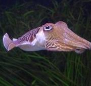 Cuttlefish