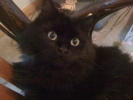 The tough life of a Kitty Pants- pictures the Pamantis hanging...