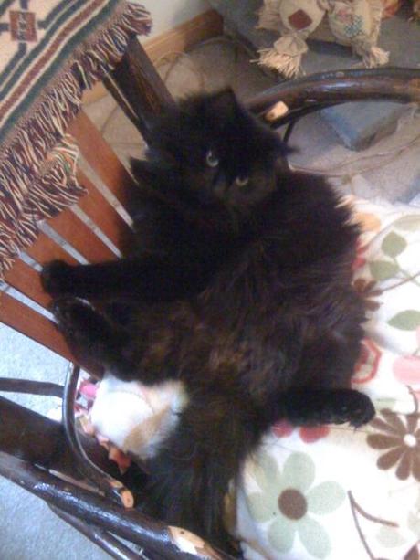 The tough life of a Kitty Pants- pictures the Pamantis hanging...