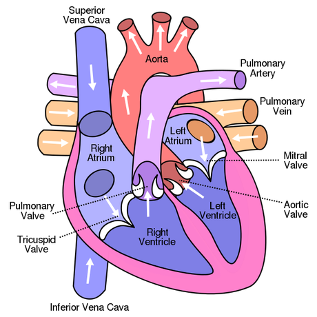 Have You Met Someone That It Makes Your Heartbeat Increase?