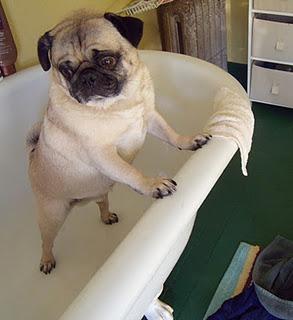 Bath Time for Buddy