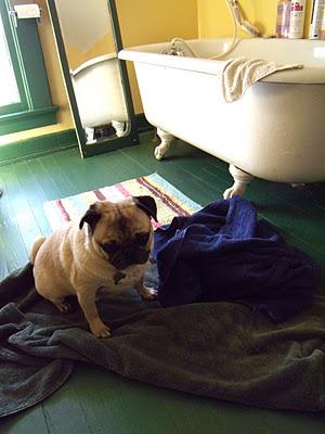 Bath Time for Buddy