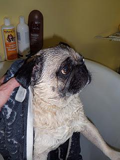 Bath Time for Buddy