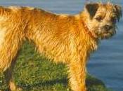 Featured Animal: Border Terrier