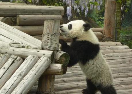 China sends giant pandas to Scotland: Is it all about the money?