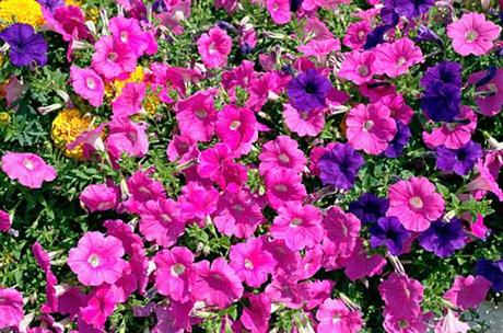 The Petunia Sting Operation