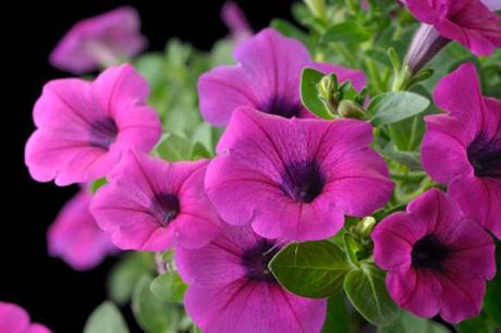 The Petunia Sting Operation