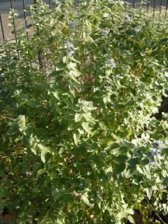 Caryopteris x clandonensis 'Heavenly Blue' (13/11/2011, London)